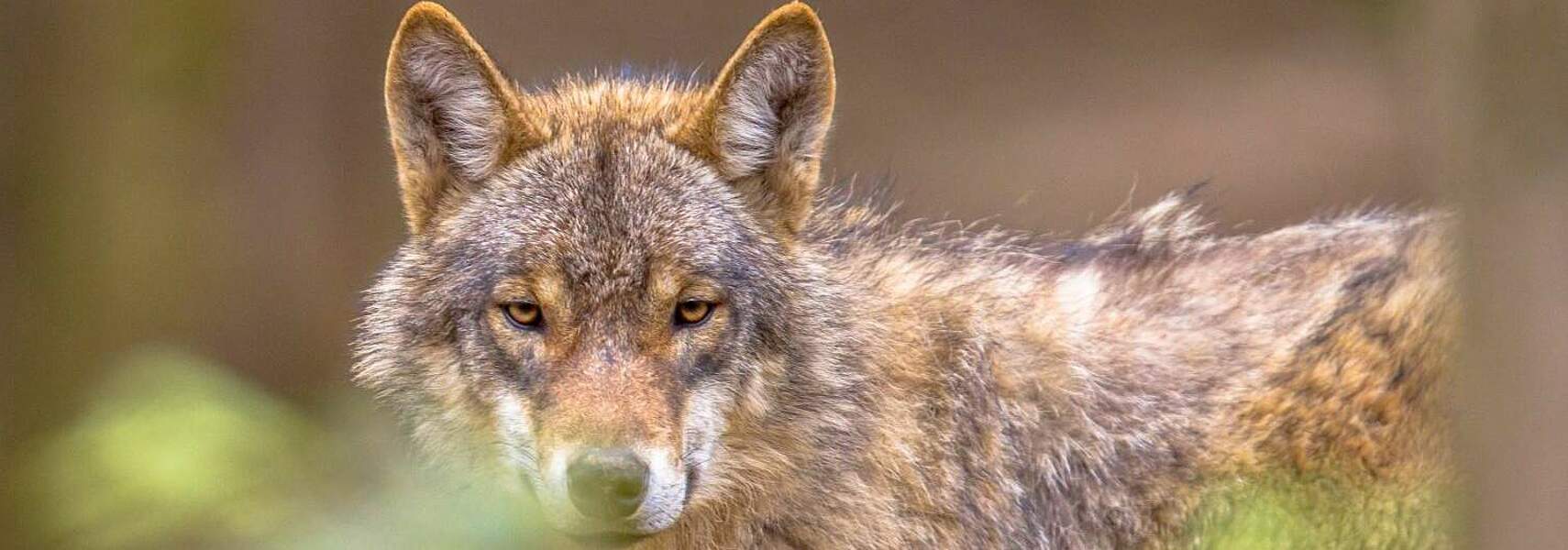 Stillstand in der Wolfspolitik setzt Weidetierhaltung aufs Spiel