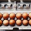 eggs-3216878_c_Wokandapix_pixabay