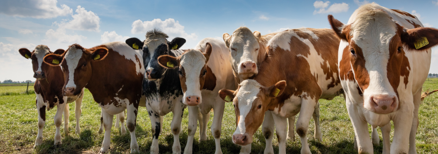 Milchviehhaltung: Auf dem Weg in eine nachhaltige Zukunft