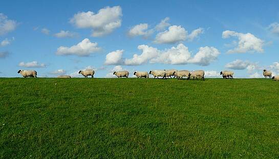 sheep-57706_1920_pixabay-Hans_Braxmeier.jpg