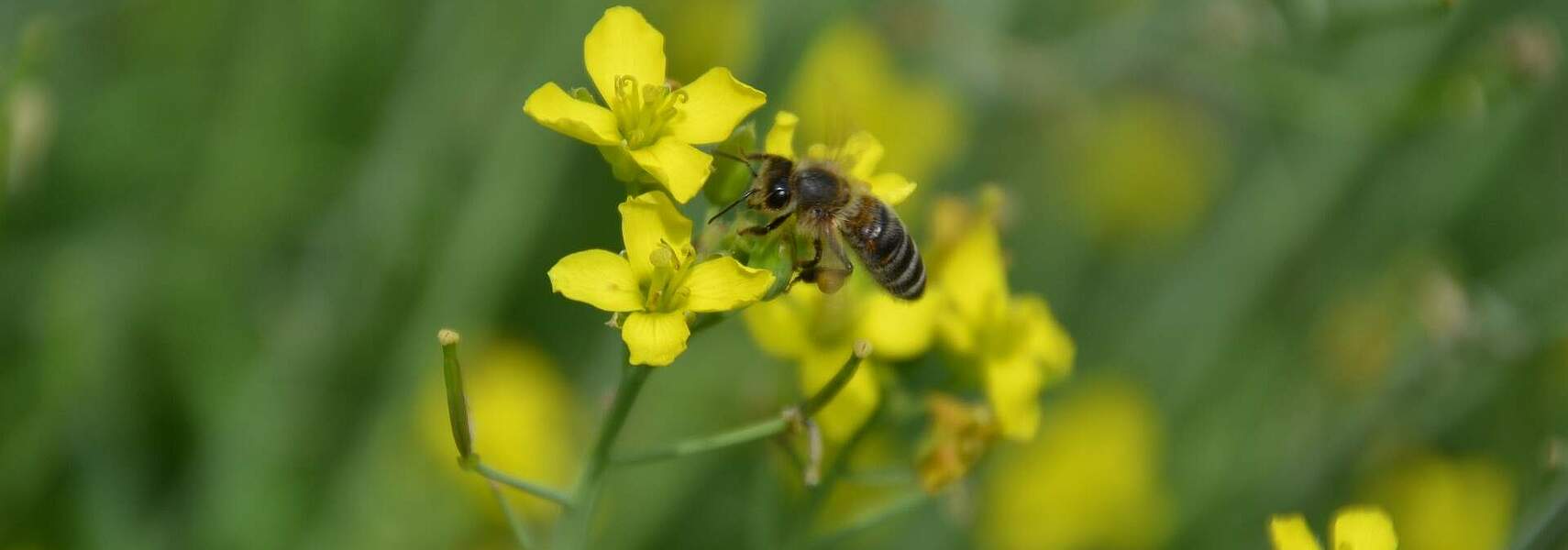 Bundesrat muss Insektenschutzpaket grundsätzlich überarbeiten