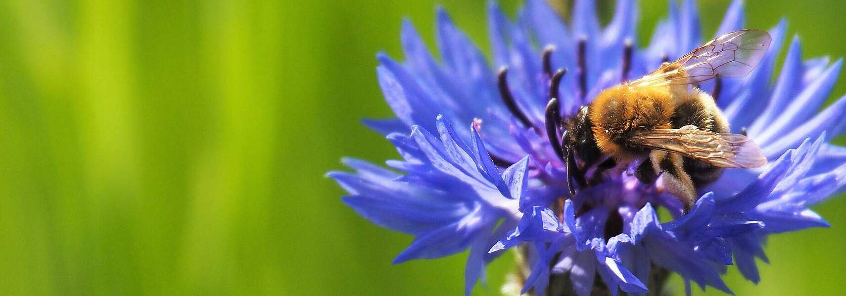 Insektenschutz-Paket zerstört die Kooperation zwischen Naturschutz und Landwirtschaft