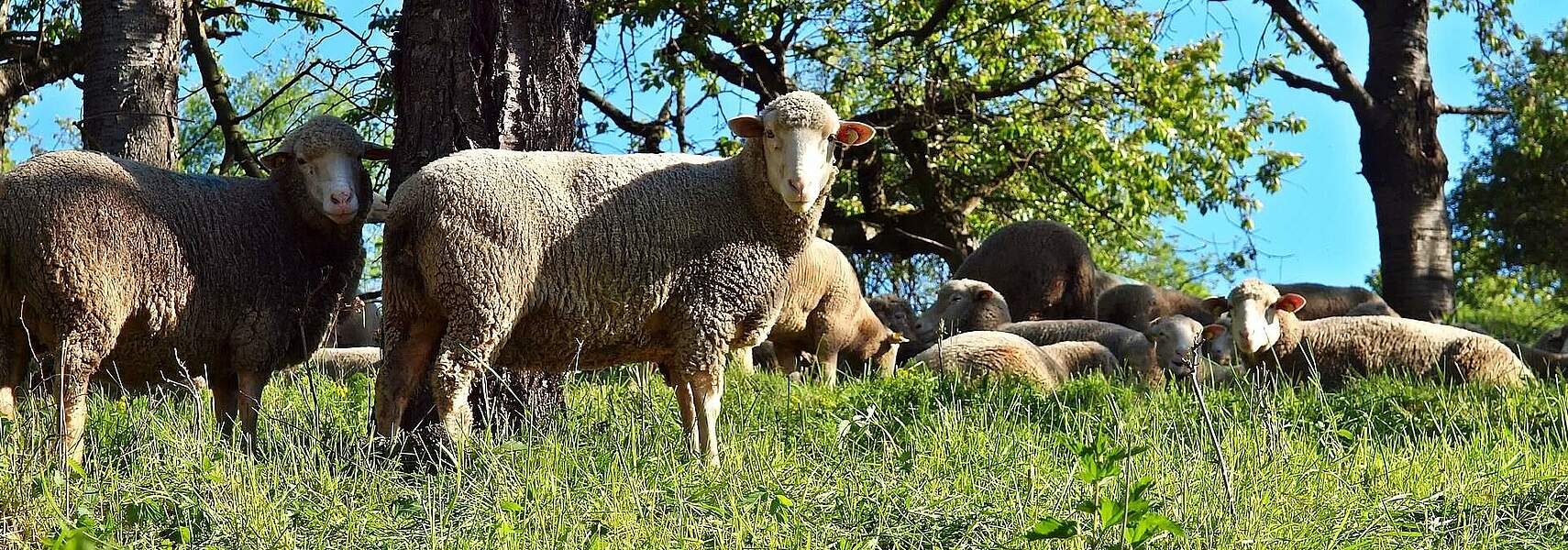 Erklärung der Weidetierhalter- und Landnutzerverbände zur Umweltministerkonferenz in Münster