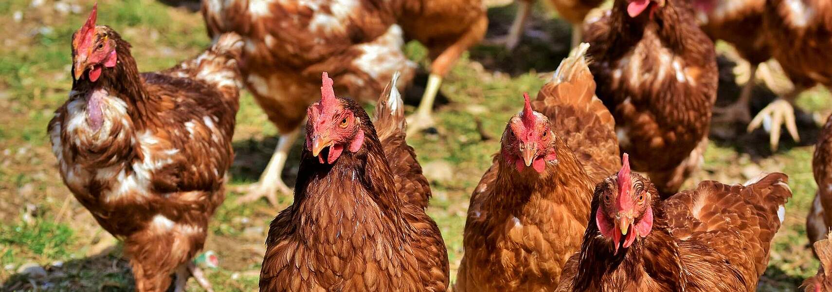Eier- und Geflügelwirtschaft in Deutschland Eier- und Geflügelwirtschaft in Deutschland