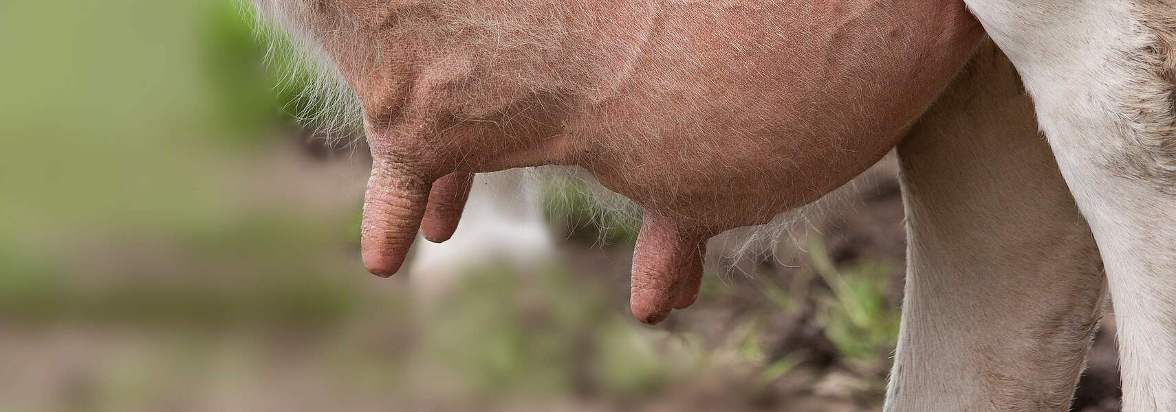 Internationaler Tag der Milch feiert 20-jähriges Jubiläum