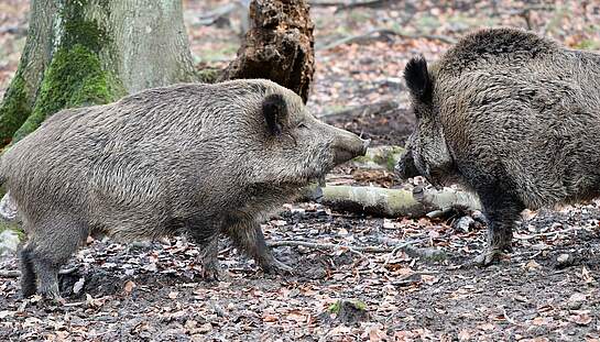 wild-boar-4787576_1920_pixabay-AnnetteMeyer.jpg