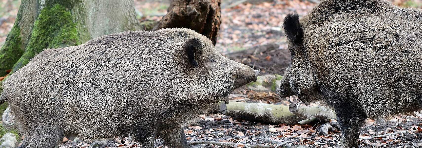Informationen zur Afrikanischen Schweinepest