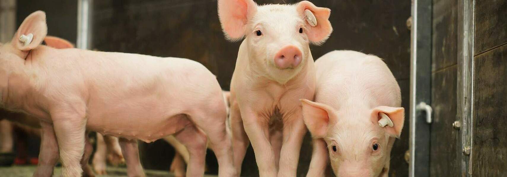 Rukwied: Änderung des Tierschutzgesetzes enthält praxisferne und nicht praktikable Regelungen und Verbote