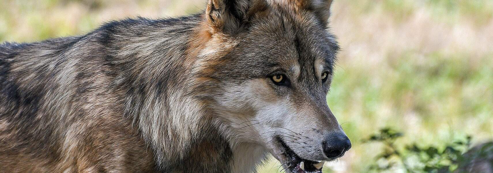 Herdenschutz reicht nicht – Regulierung des Wolfsbestandes ist unausweichlich
