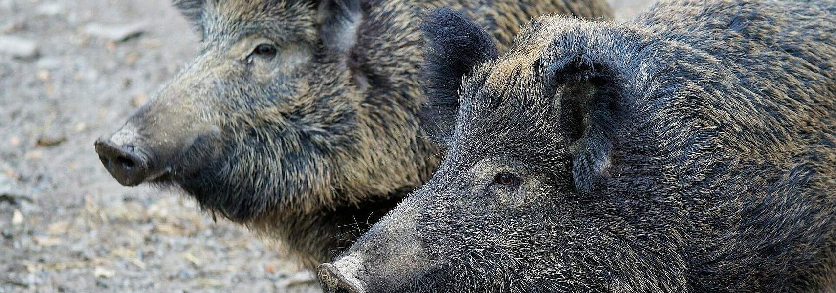 Afrikanische Schweinepest endlich eindämmen