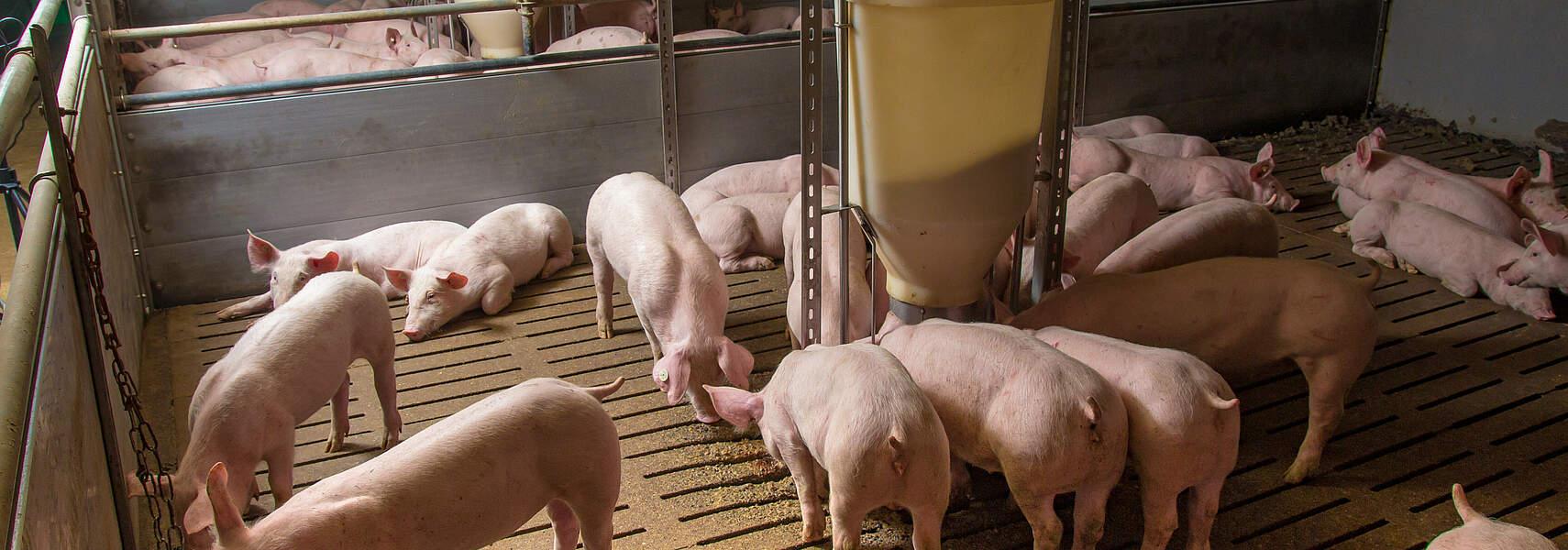 Verbände-Allianz legt Konzept zur grundsätzlichen Überarbeitung des Tierhaltungskennzeichnungsgesetzes vor