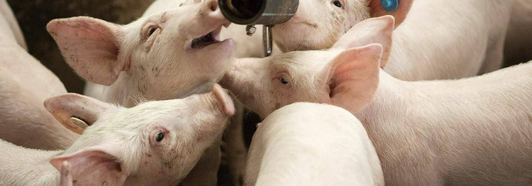 Preisverfall der Schlachtschweine: Schweinehalter enorm unter Druck