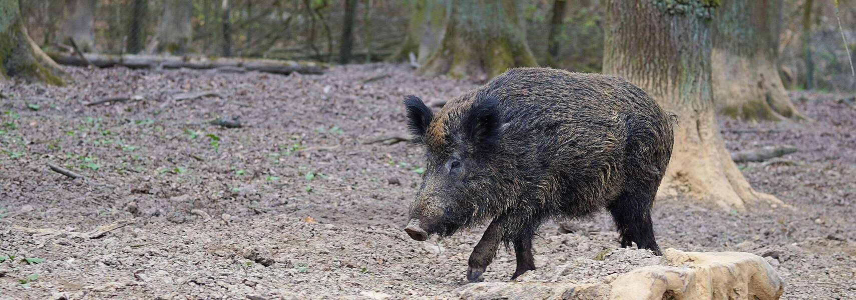 Tierseuchen