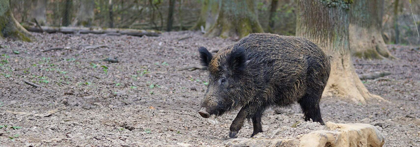 Afrikanische Schweinepest