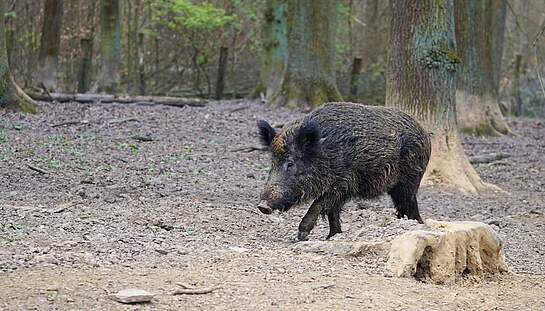 boar-2248412_c_webandi_pixabay.jpg