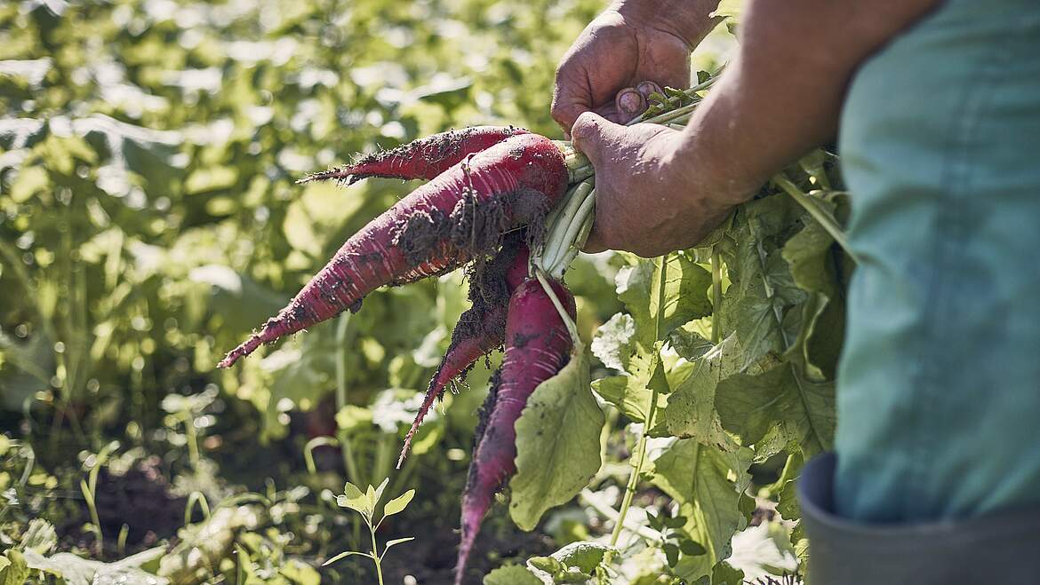 Foto: Forum Moderne Landwirtschaft