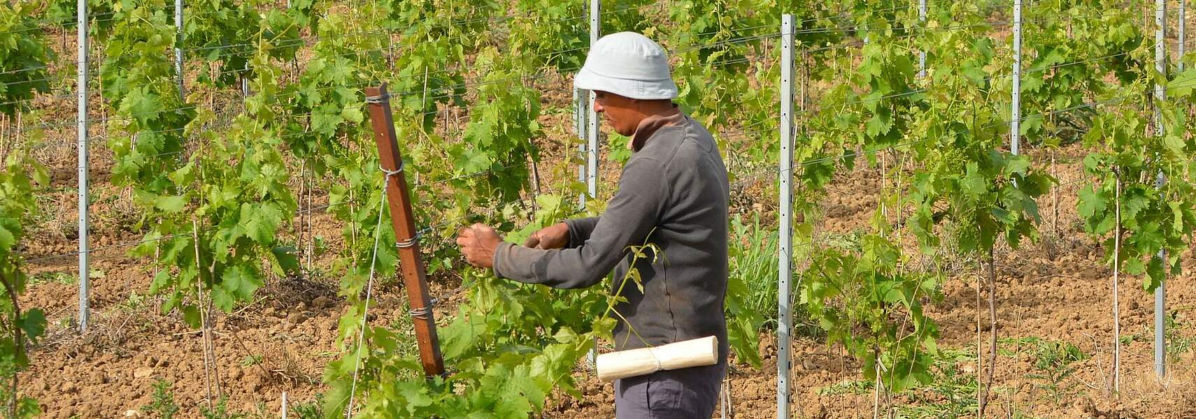 Bauernverband sieht Mindestlohnerhöhung kritisch