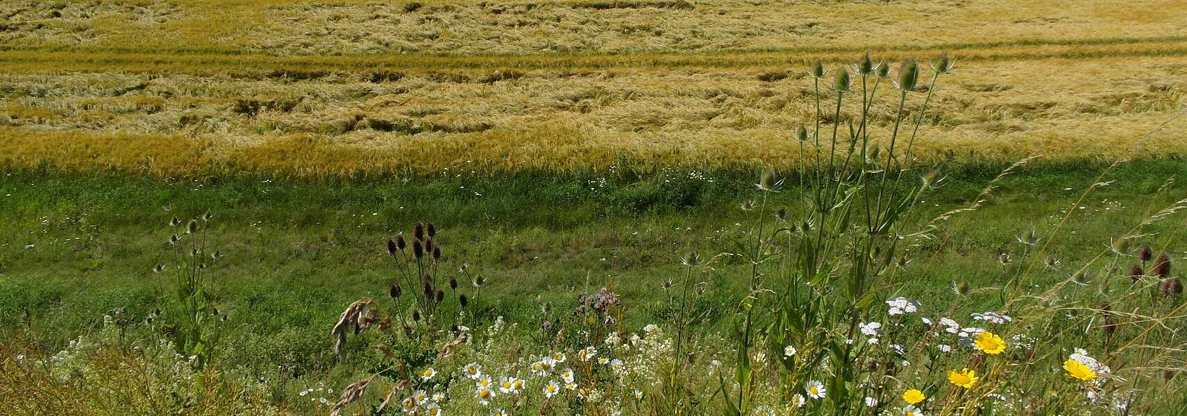 Deutscher Bauernverband zur Aussetzung von Fruchtfolge- und Stilllegungsregelungen