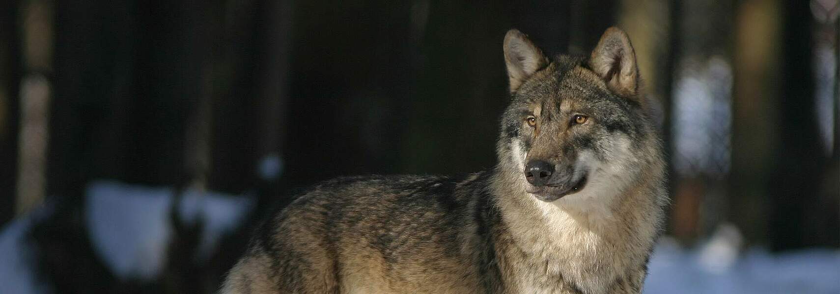 Akzeptanzbestand und Entnahmequote für Wölfe jetzt festlegen