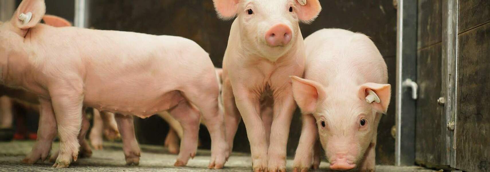 Bauernverband zum Tierschutzgesetz