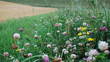 Suchergebnis Vorschaubild