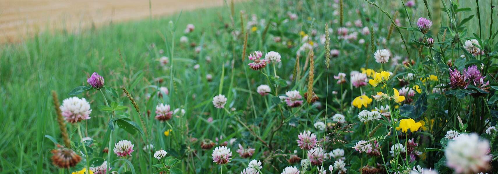 Bauernverband: Klimaschutzplan 2026 muss Sonderrolle der Landwirtschaft anerkennen