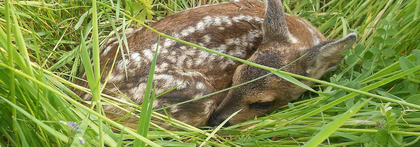 Rehkitze und Niederwild bei der Frühjahrsmahd schützen