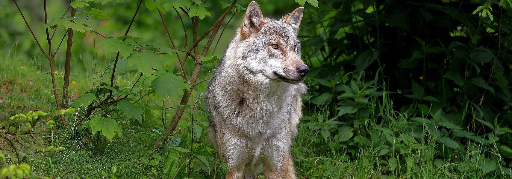 Wolfs-Bestandsmanagement jetzt!