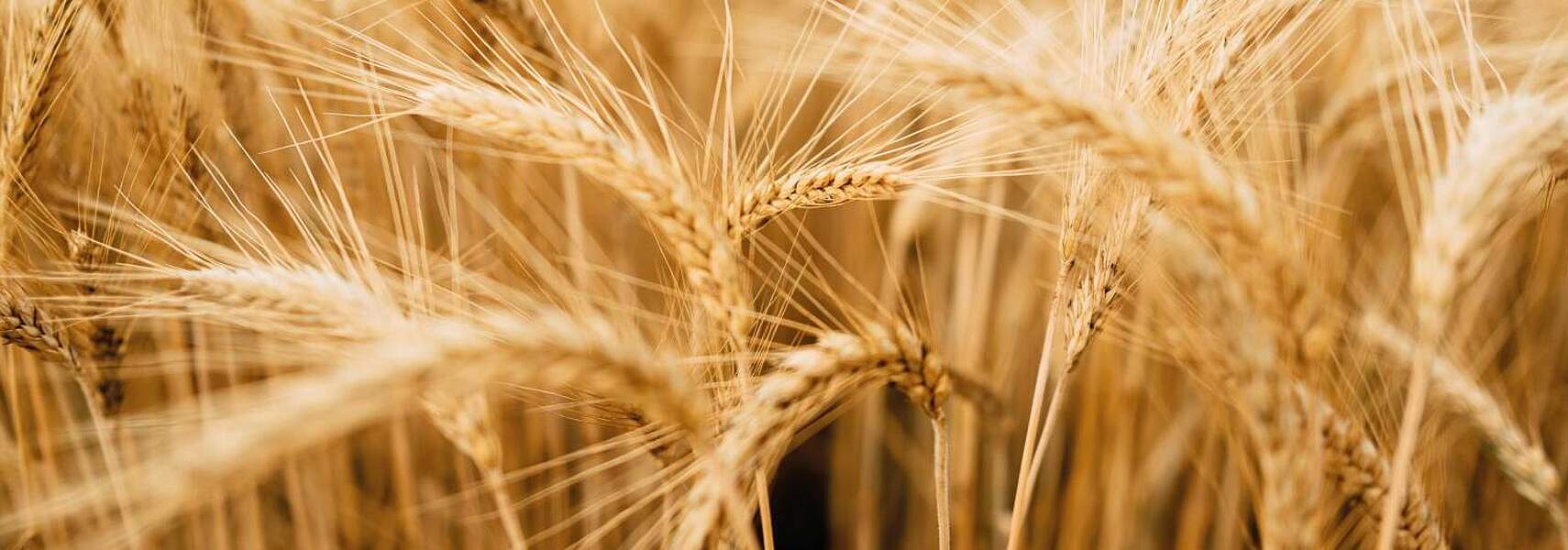 Trilog zu Neuen Züchtungsmethoden: DBV warnt vor Patentrisiken