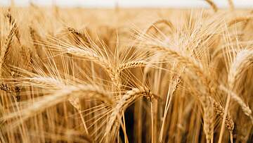 Suchergebnis Vorschaubild