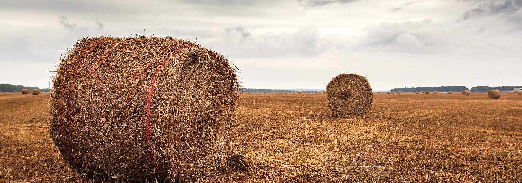 Warum ich heute nicht über die ukrainische Landwirtschaft schreibe!