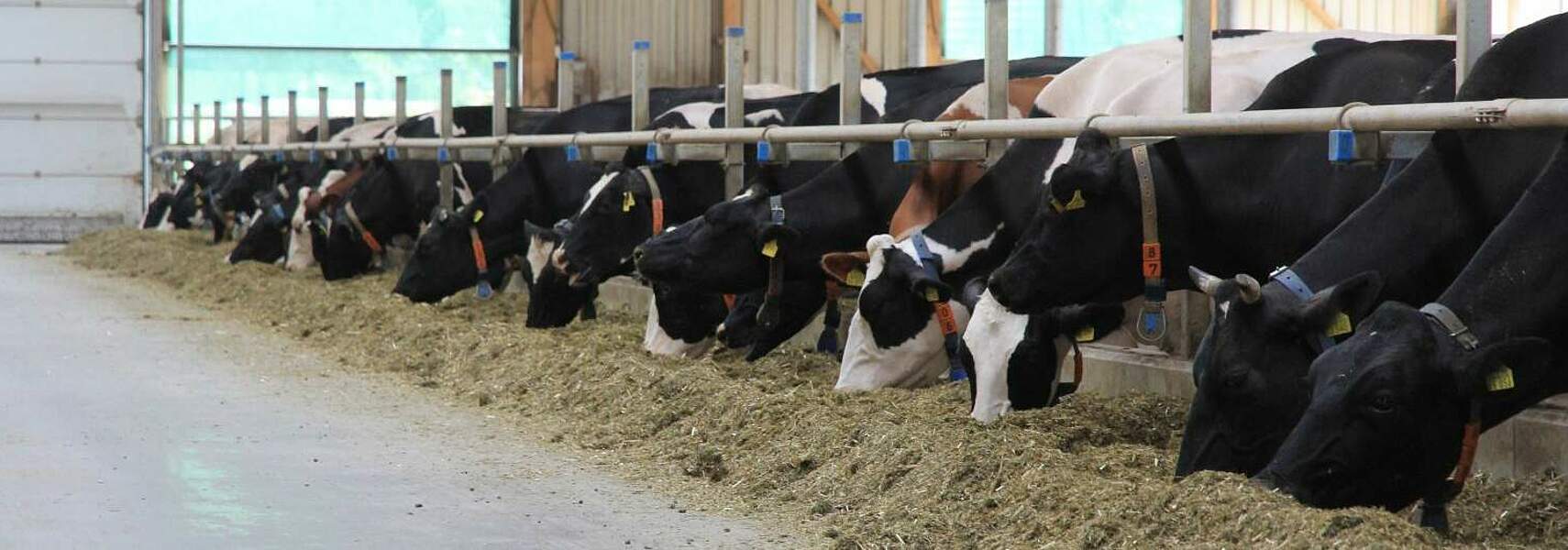 Ministergespräch zum Tierhaltungskennzeichnungsgesetz: Breite Zustimmung für Gesamtkonzept der Verbändeallianz