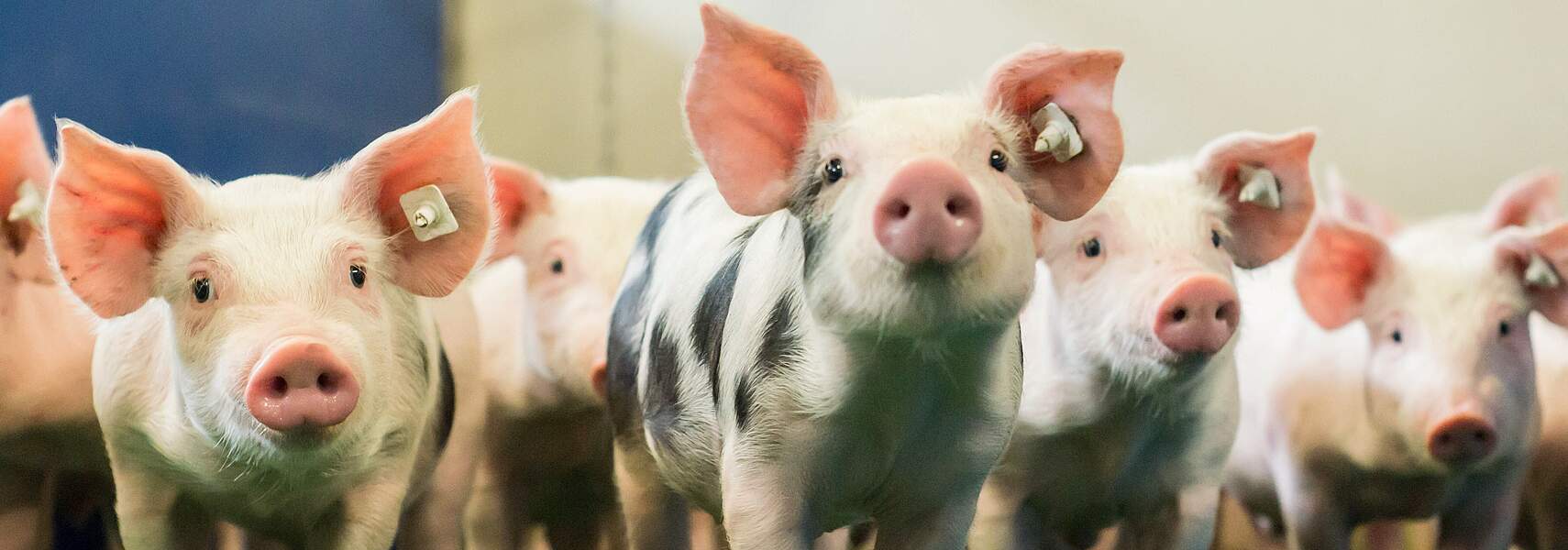 Zukunftsperspektiven der Tierhaltung in Deutschland - wofür stehen Sie bei der Bundestagswahl 2021?