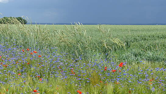 Bluehstreifen_mit_Klatschmohn__Rot-_Inkarnatklee__Zottelwicke__Roggen__Ge....2JPG.JPG