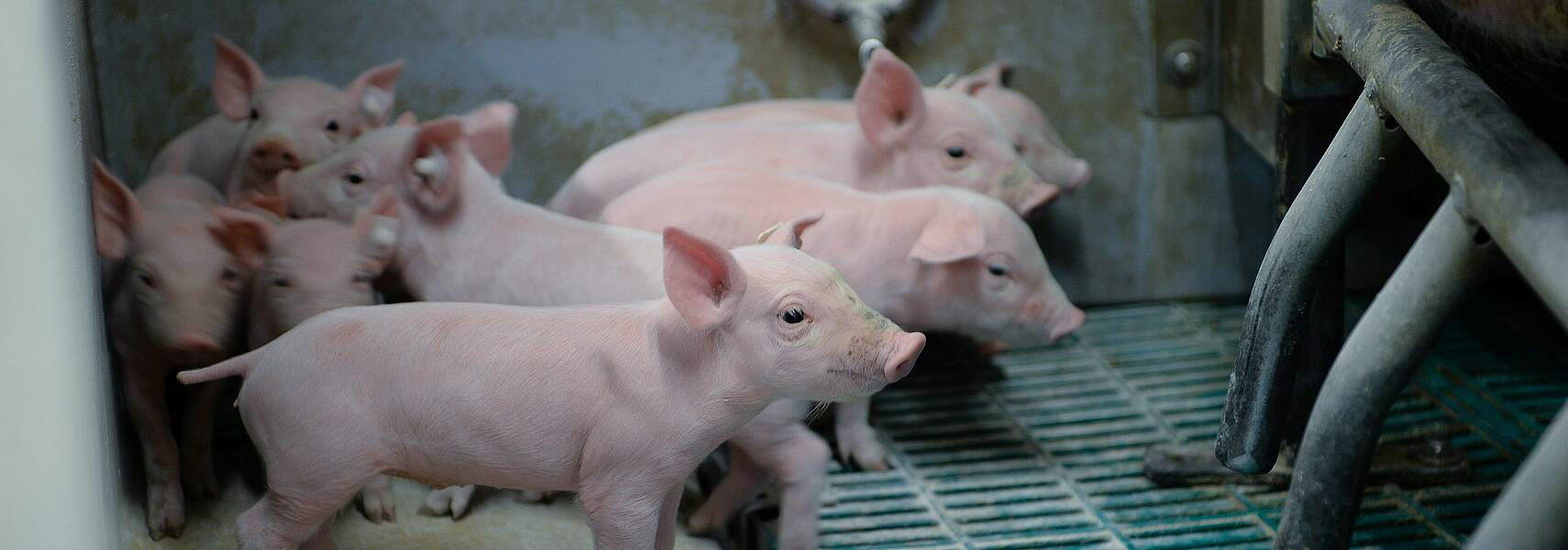 Tierschutz nur bis zum Tellerrand?