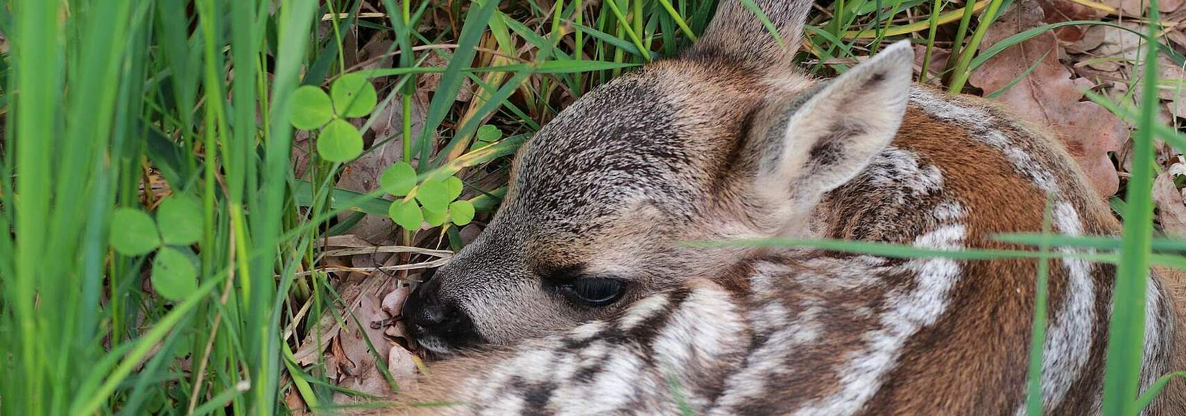 Wald-Wild-Konflikt: Wie muss das neue Bundesjagdgesetz aussehen?