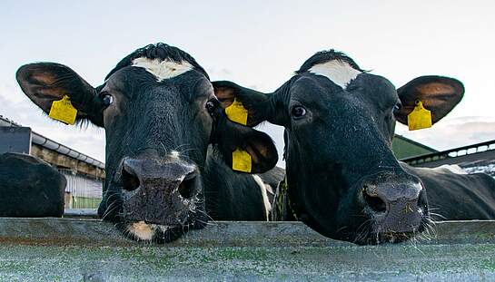 cow-6318610_1920_pixabay_lhannemann.jpg