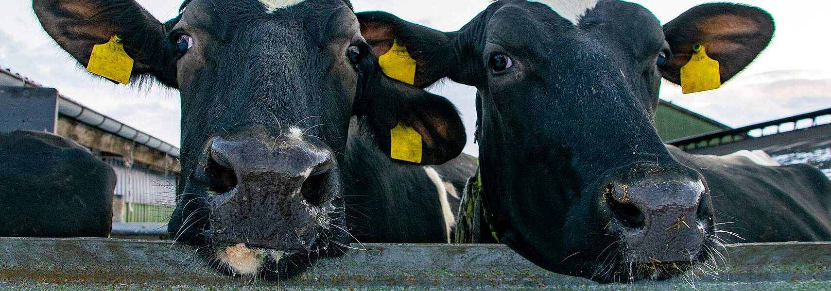 Handelsabkommen mit Neuseeland: Zusätzliche Herausforderung für deutsche Tierhalter