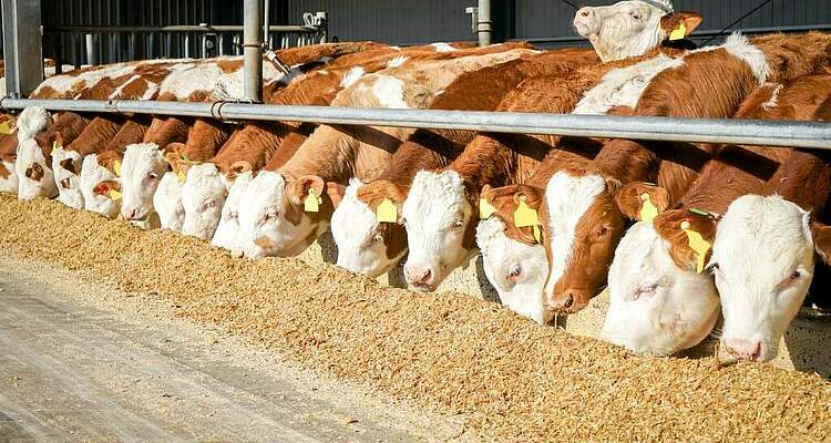 Deutscher Bauernverband stellt Positionspapier zur Rindermast vor