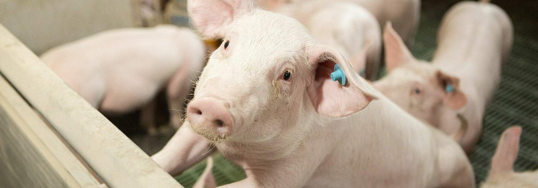 Verbände fordern staatliches Ankaufprogramm für Fleisch aus ASP-Sperrzonen