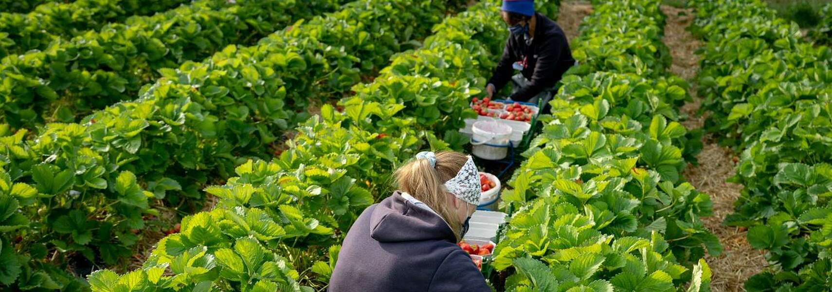 Bauernverband zur 90-Tage-Regelung