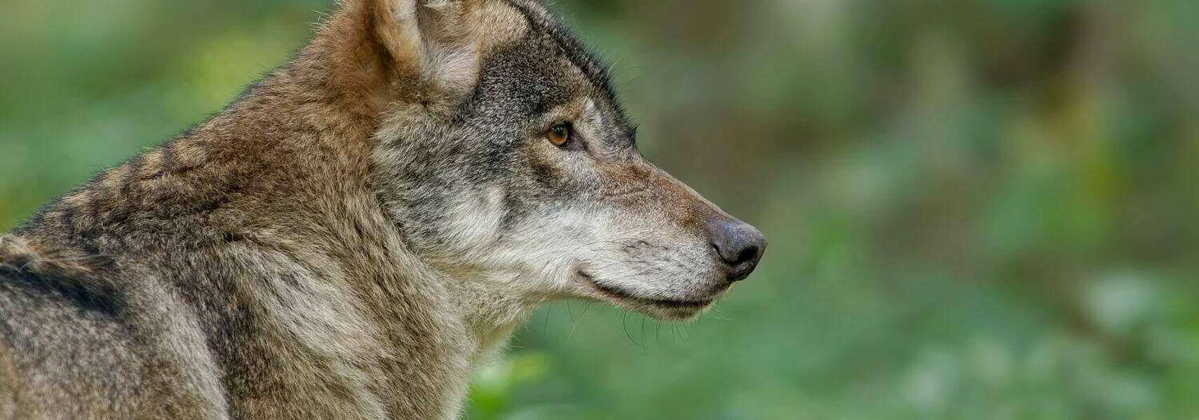 Umweltministerium spielt auf Zeit bei Bestandsregulierung von Wölfen und opfert damit die Weidetierhaltung