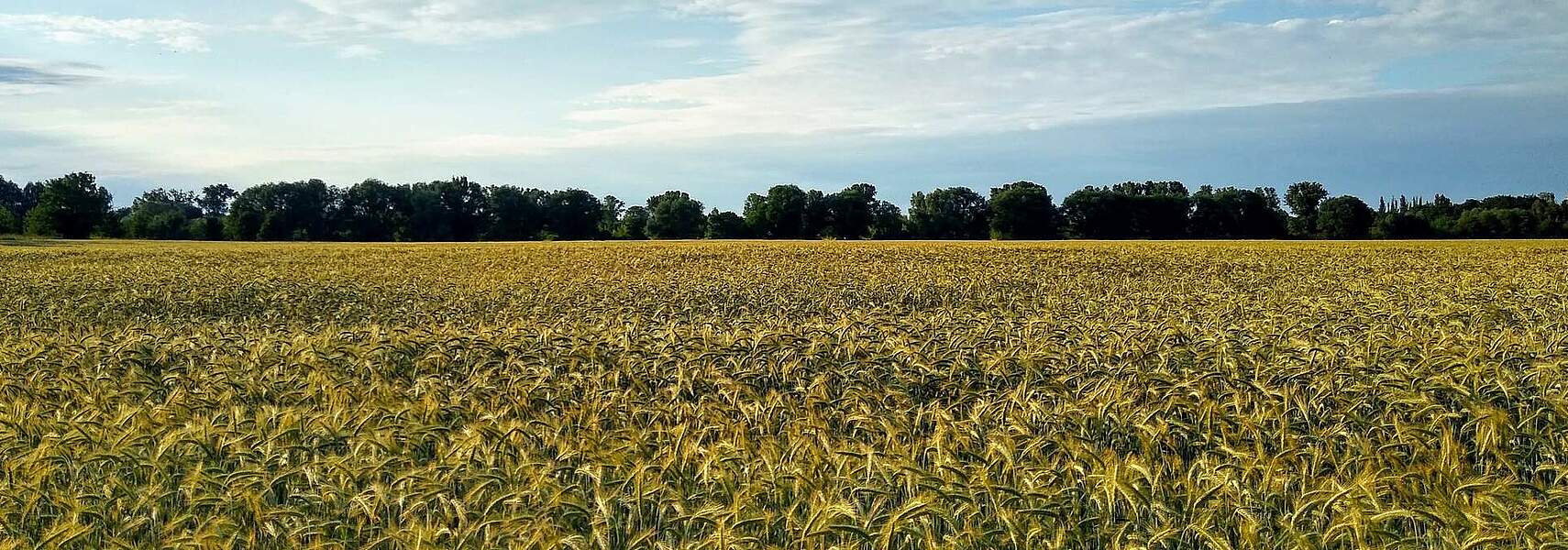 DBV unterstützt Initiative zum Bürokratieabbau im Pflanzenschutz