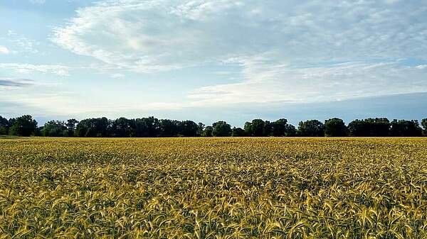 DBV unterstützt Initiative zum Bürokratieabbau im Pflanzenschutz