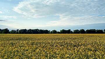 Suchergebnis Vorschaubild