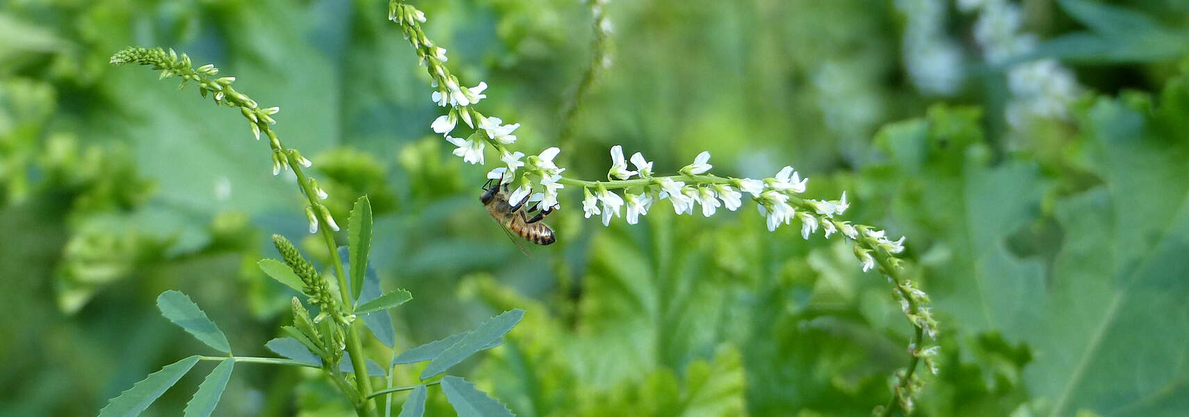 Bauernverband zum Inkrafttreten des Insektenschutzpakets