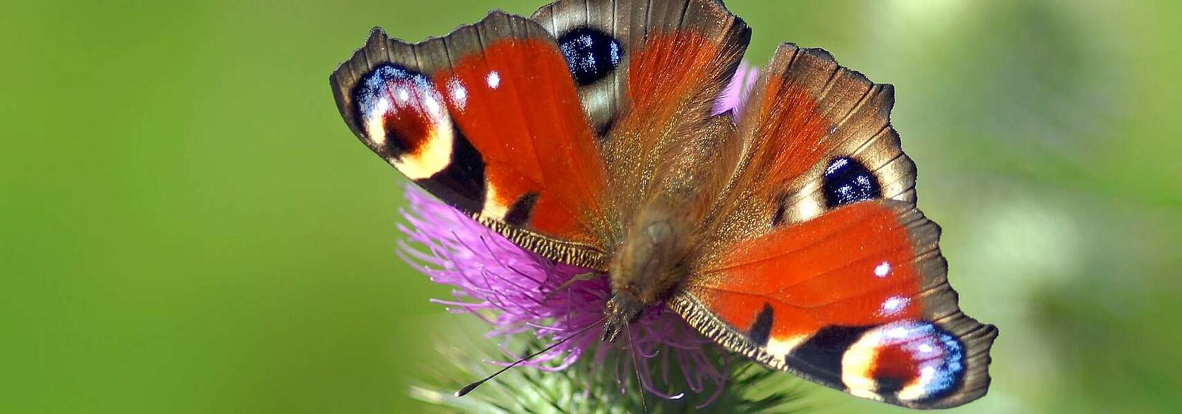 Erste Folgenabschätzung zum Aktionsprogramm Insektenschutz für die Landwirtschaft