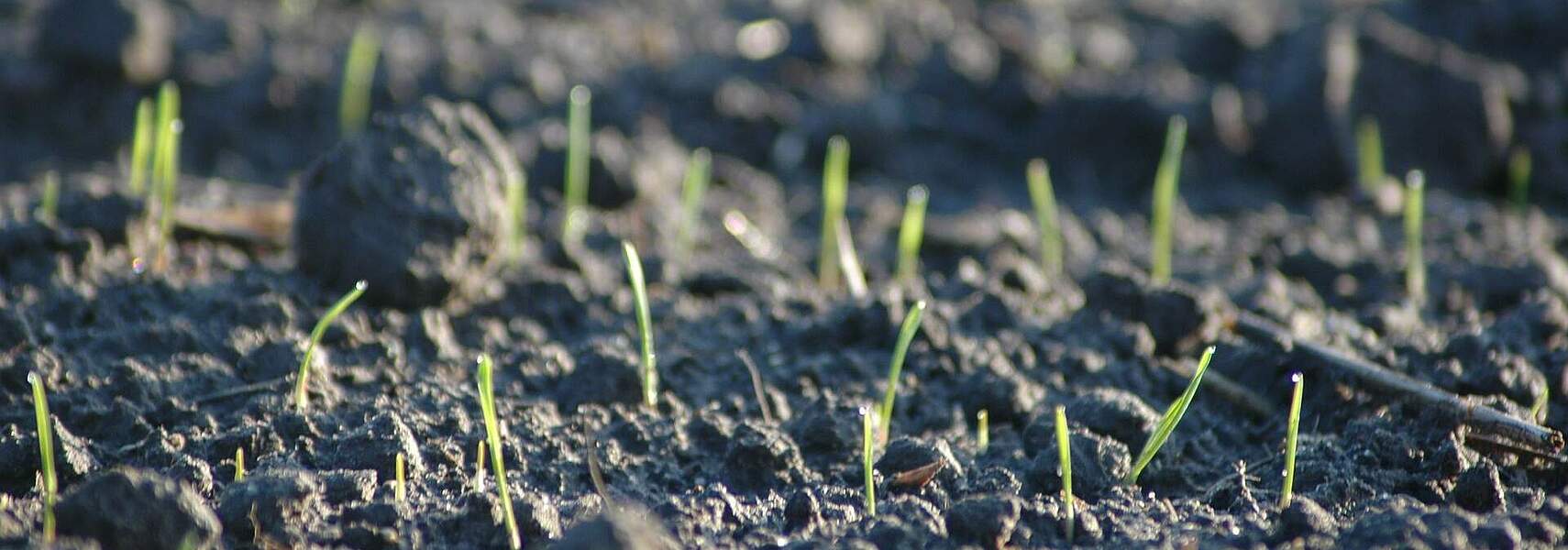 Klimaschutzprogramm darf keinen „Klima-Stillstand“ für die Landwirtschaft bringen