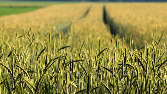 Suchergebnis Vorschaubild