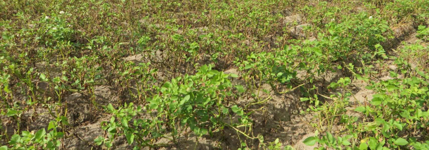 SUR-Vorschläge gefährden Acker-, Obst-, Gemüse- und Weinbau